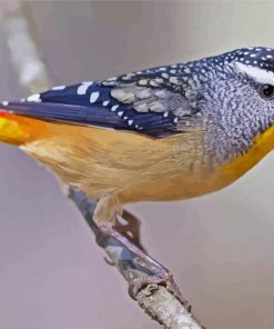 Pardalote Bird paint by number