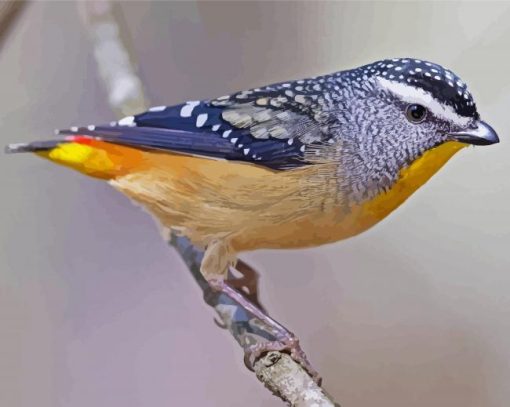 Pardalote Bird paint by number