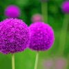 Purple Allium paint by number