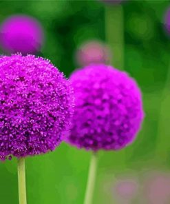 Purple Allium paint by number