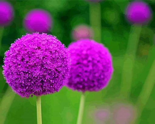 Purple Allium paint by number