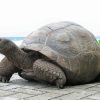 Seychelles Giant Tortoise paint by number