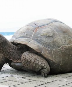 Seychelles Giant Tortoise paint by number