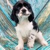 The Black And White Cocker Spaniel Puppy paint by number