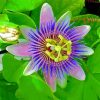 The Passionflower Plant paint by number