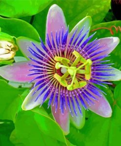 The Passionflower Plant paint by number