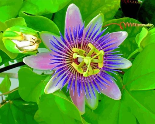 The Passionflower Plant paint by number