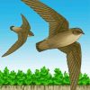 Two Swifts Birds paint by number