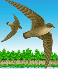 Two Swifts Birds paint by number