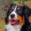 Adorable Black Tri Australian Shepherd paint by number