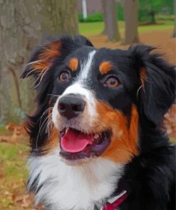 Adorable Black Tri Australian Shepherd paint by number