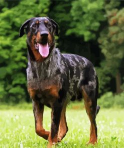 Beauceron Dog paint by number