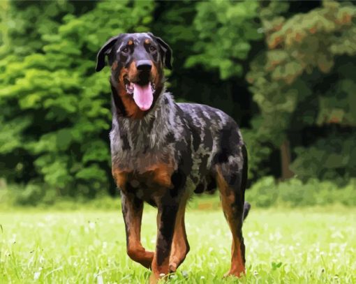 Beauceron Dog paint by number