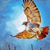 Red Tail Hawk Art paint by number