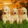 English Cream Golden Retriever Puppies paint by number