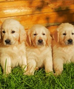 English Cream Golden Retriever Puppies paint by number