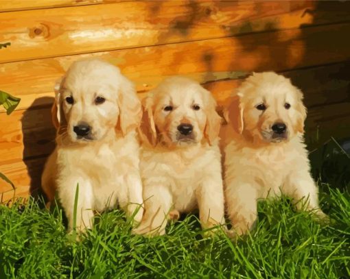 English Cream Golden Retriever Puppies paint by number