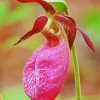 Lady Slipper Orchids paint by number