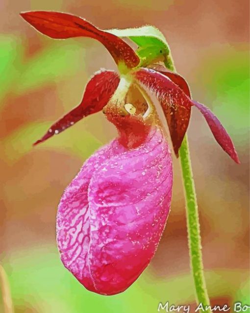 Lady Slipper Orchids paint by number