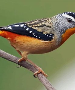 Pardalote Bird Art paint by number