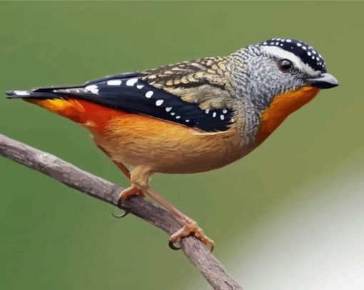 Pardalote Bird Art paint by number