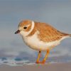 Piping Plover Bird paint by number