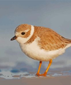 Piping Plover Bird paint by number