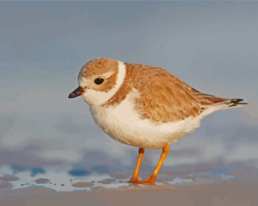 Piping Plover Bird paint by number