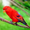 Red Lory Bird paint by number