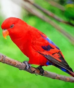 Red Lory Bird paint by number