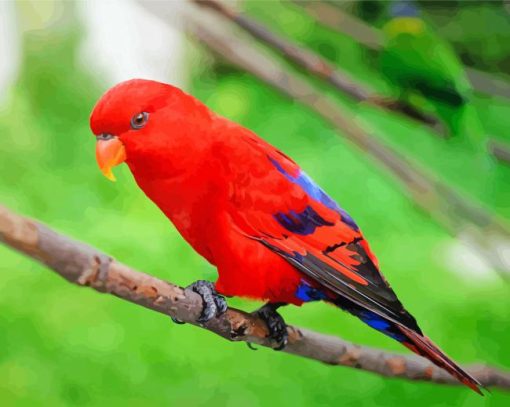 Red Lory Bird paint by number