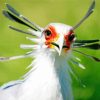 The Secretarybird paint by number