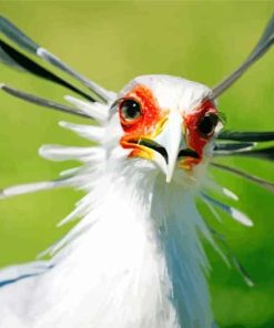 The Secretarybird paint by number