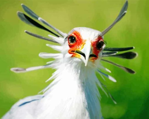 The Secretarybird paint by number