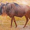 Wildebeest paint by number