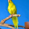 Yellow Kakariki Bird paint by number