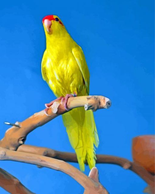 Yellow Kakariki Bird paint by number