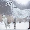 Adorable Horse And Husky paint by number