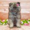 Aesthetic Keeshond Puppy paint by number