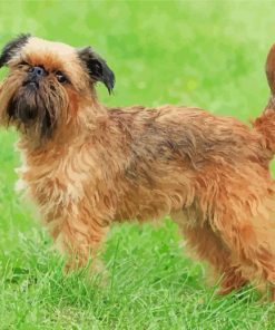 Beige Brussels Griffon paint by number