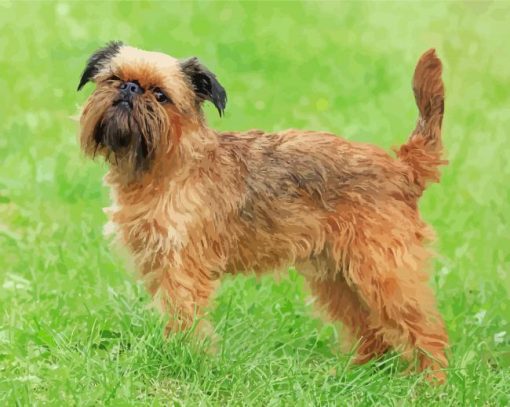 Beige Brussels Griffon paint by number