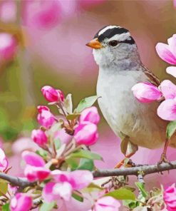 Birds And Blossom paint by number