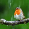 Bird In Rain paint by number