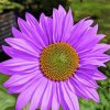 Blooming Purple Sunflower paint by number