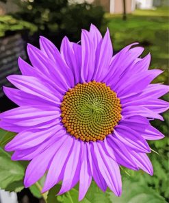 Blooming Purple Sunflower paint by number