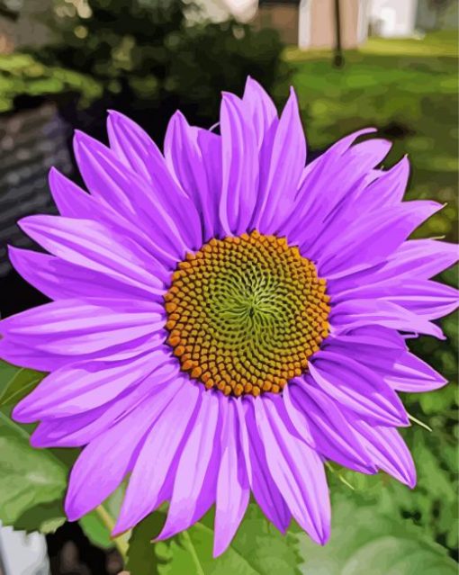 Blooming Purple Sunflower paint by number