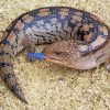 Blue Tongued Skink Reptile paint by number