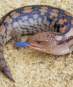 Blue Tongued Skink Reptile paint by number