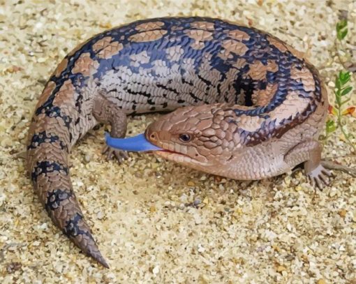 Blue Tongued Skink Reptile paint by number