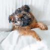 Brussels Griffon Sleeping paint by number